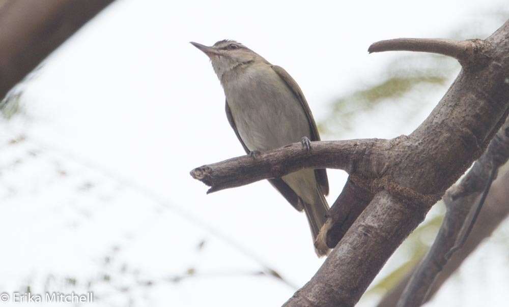 Image of Black-whiskered Vireo