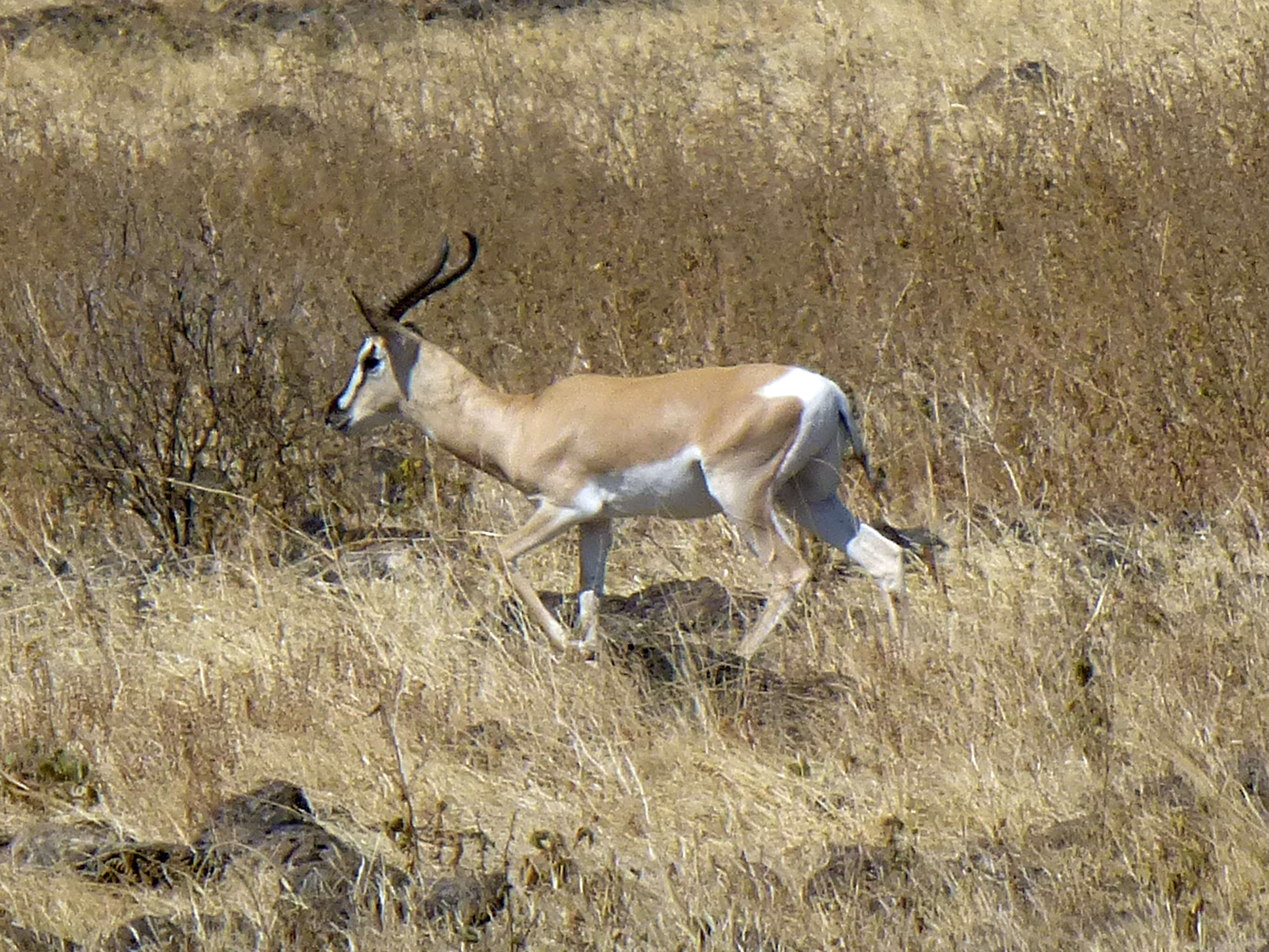 Image of Gazelle de Soemmerring