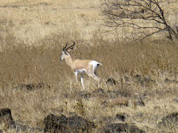 Image of Gazelle de Soemmerring