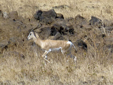 Image of Gazelle de Soemmerring