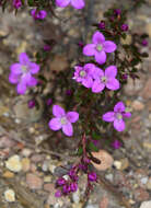 Image of Boronia crenulata Sm.