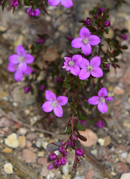 Image of Boronia crenulata Sm.