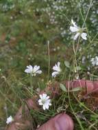 Image of Regel's chickweed