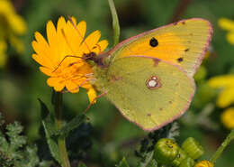 Image of field marigold