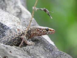 Image of Madrean Tropical Night Lizard