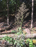 Imagem de Lactuca canadensis L.