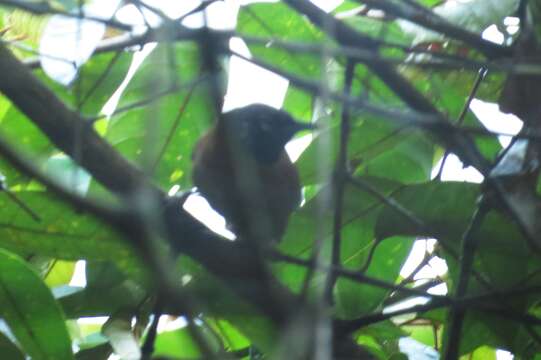 Image of Sooty-headed Wren