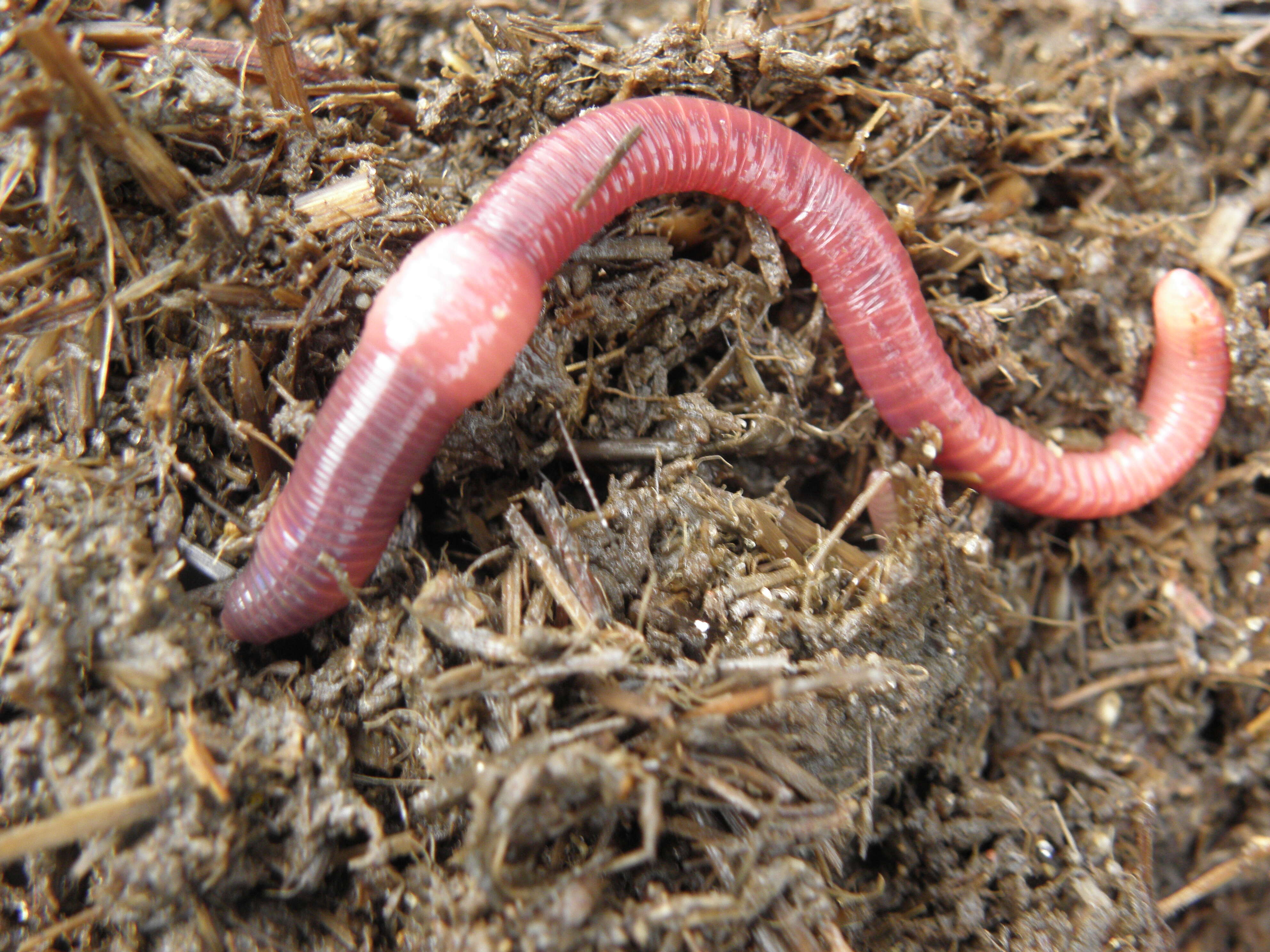 Image of Red wiggler, manure worm, soilution worm, brandling worm, english redworm