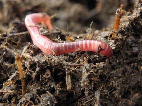 Image of Red wiggler, manure worm, soilution worm, brandling worm, english redworm