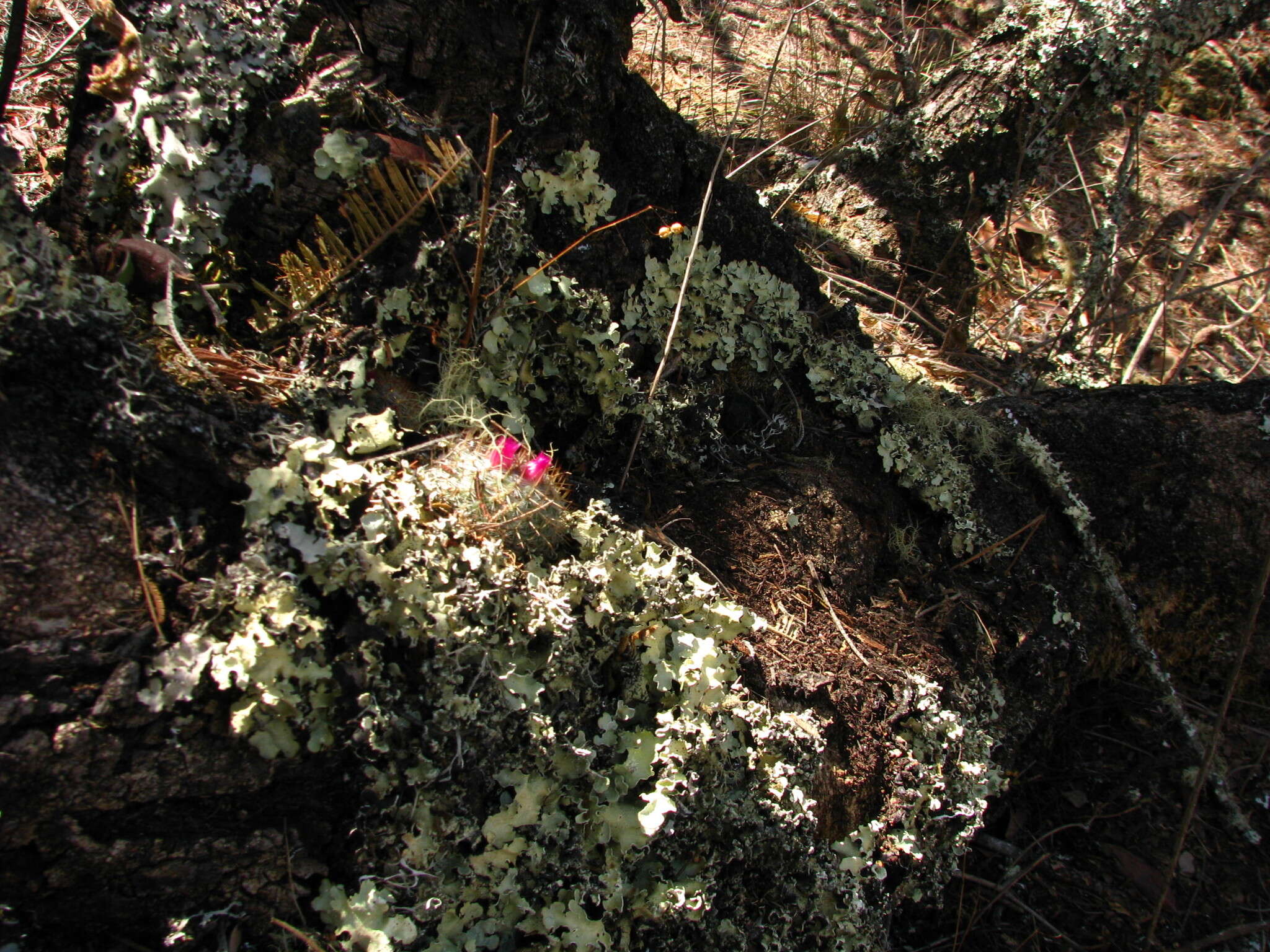 Image of Mammillaria albilanata subsp. oaxacana D. R. Hunt