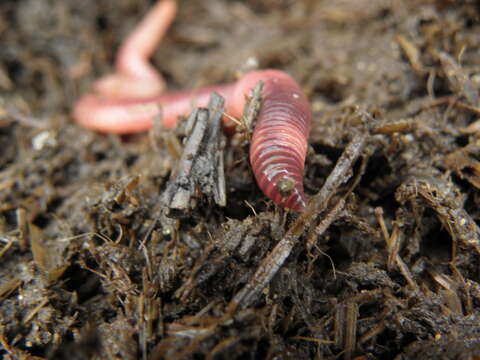 Image of Red wiggler, manure worm, soilution worm, brandling worm, english redworm