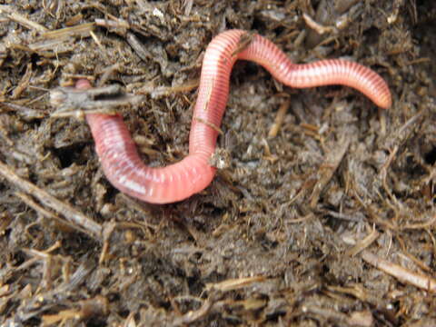 Image of Red wiggler, manure worm, soilution worm, brandling worm, english redworm