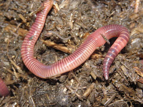 Image of Red wiggler, manure worm, soilution worm, brandling worm, english redworm