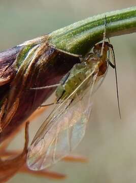 Image of English Grain Aphid