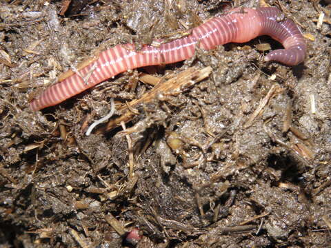 Image of Red wiggler, manure worm, soilution worm, brandling worm, english redworm