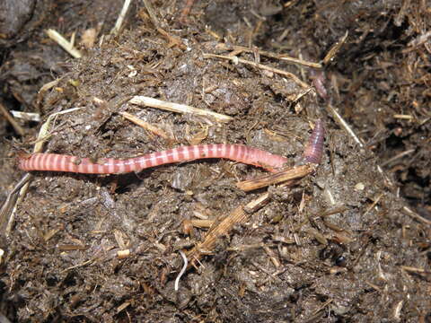 Image of Red wiggler, manure worm, soilution worm, brandling worm, english redworm