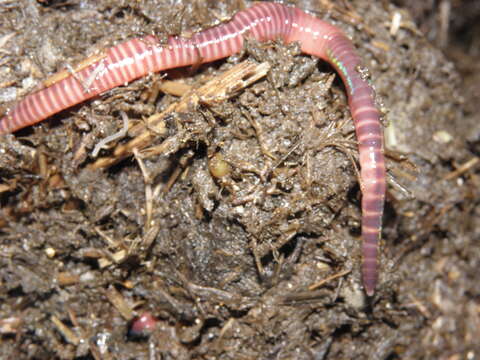 Image of Red wiggler, manure worm, soilution worm, brandling worm, english redworm