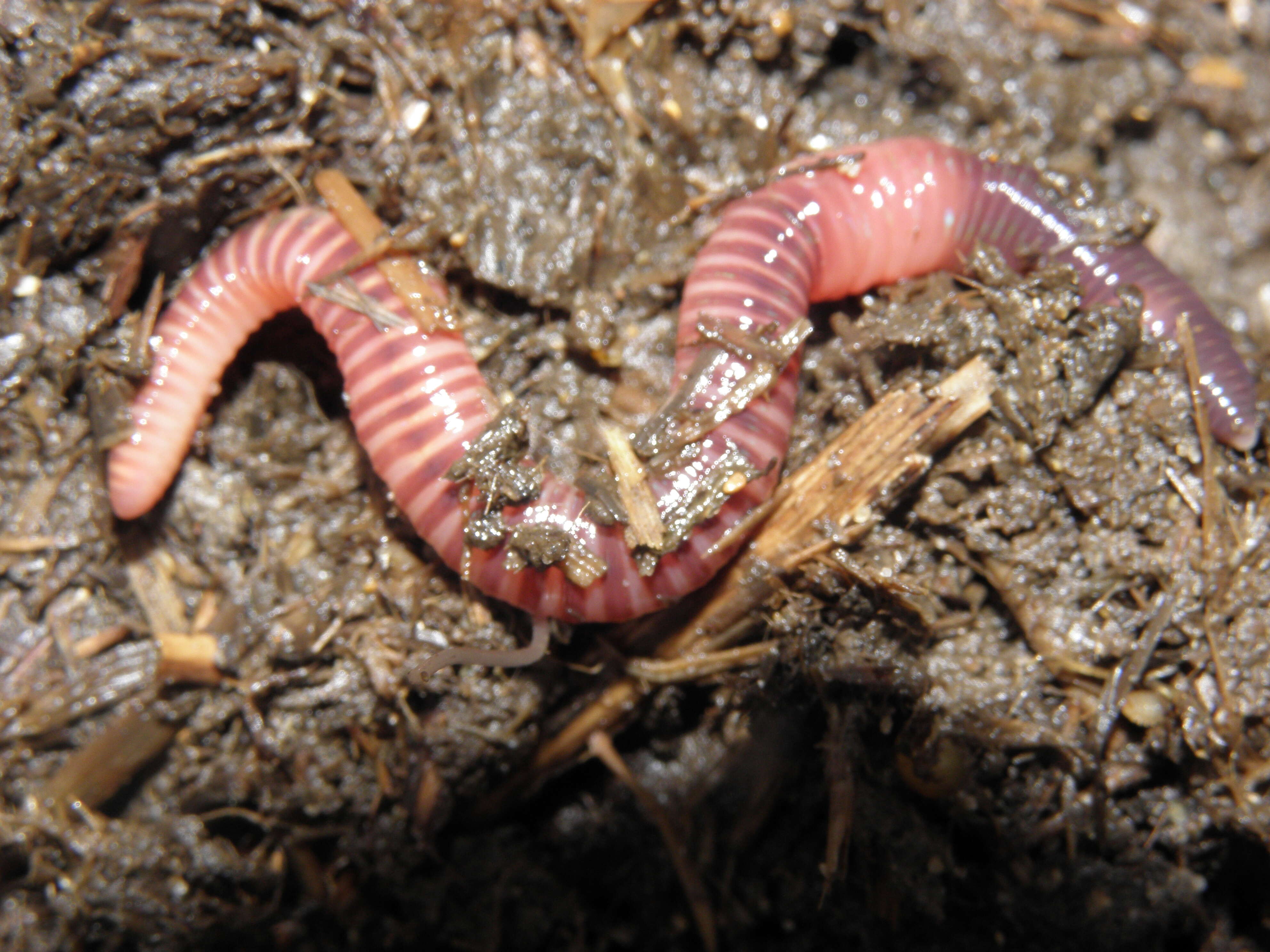 Image of Red wiggler, manure worm, soilution worm, brandling worm, english redworm