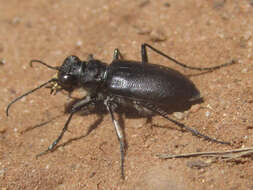 Image of Black-bellied tiger beetle