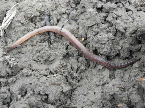 Image of Earthworm