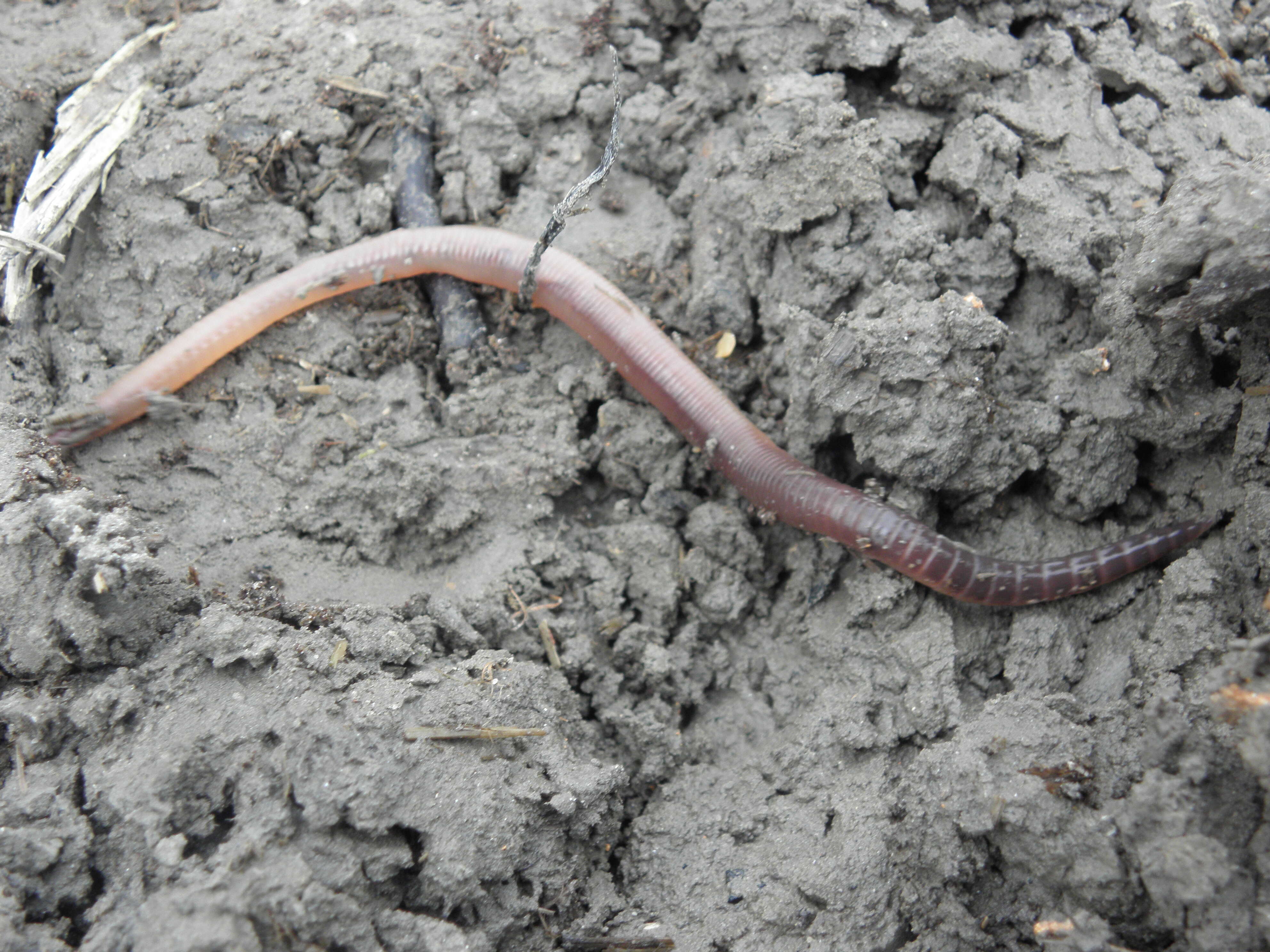 Image of Earthworm