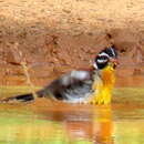 Image of Emberiza flaviventris flaviventris Stephens 1815