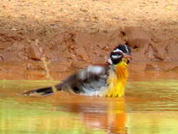 Imagem de Emberiza flaviventris flaviventris Stephens 1815