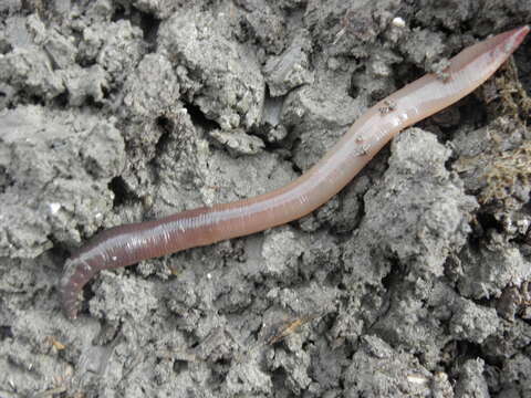 Image of Earthworm