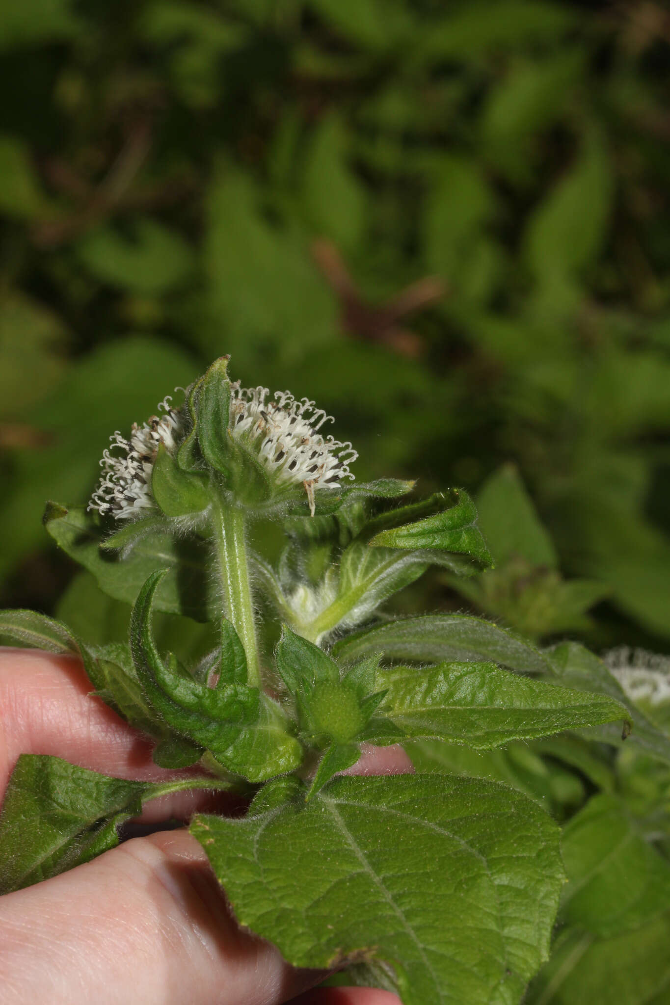 Image of silkleaf