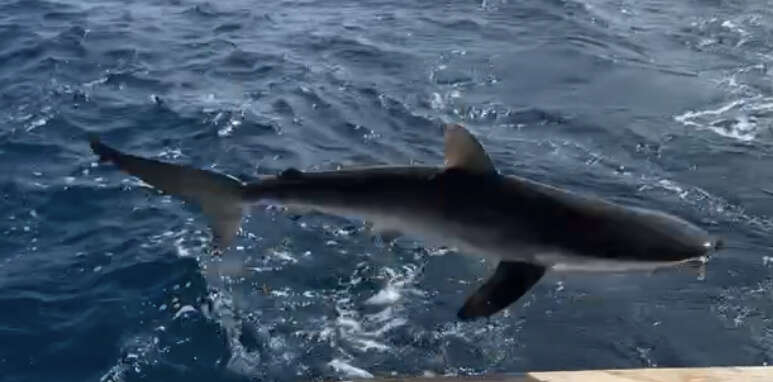 Image of Silky Shark