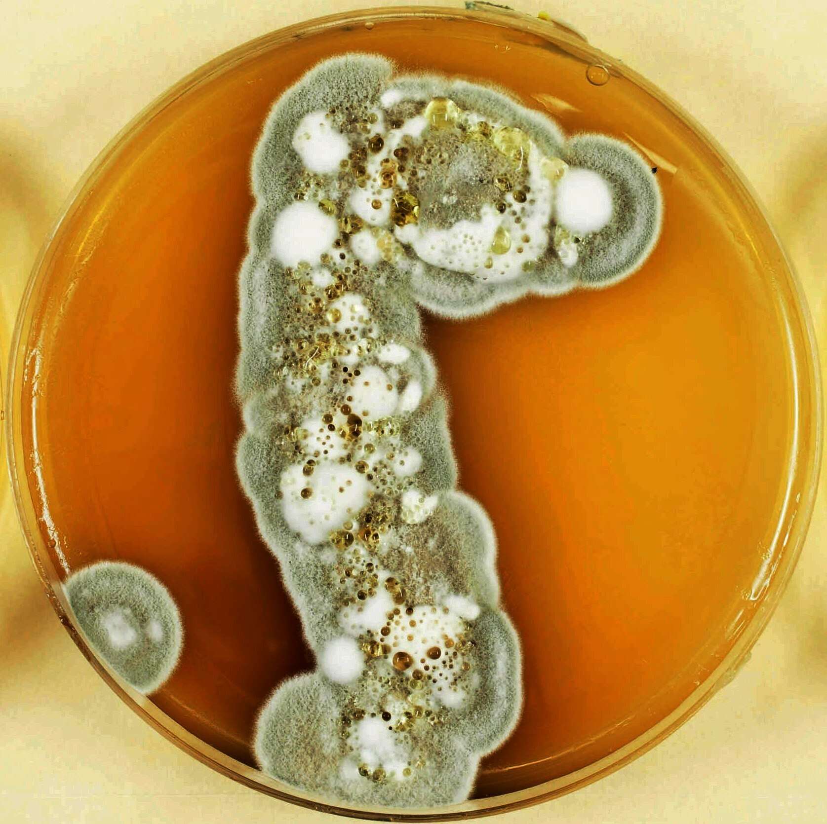 Image de Pseudogymnoascus destructans (Blehert & Gargas) Minnis & D. L. Lindner 2013