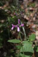 Stachys bullata Benth. resmi