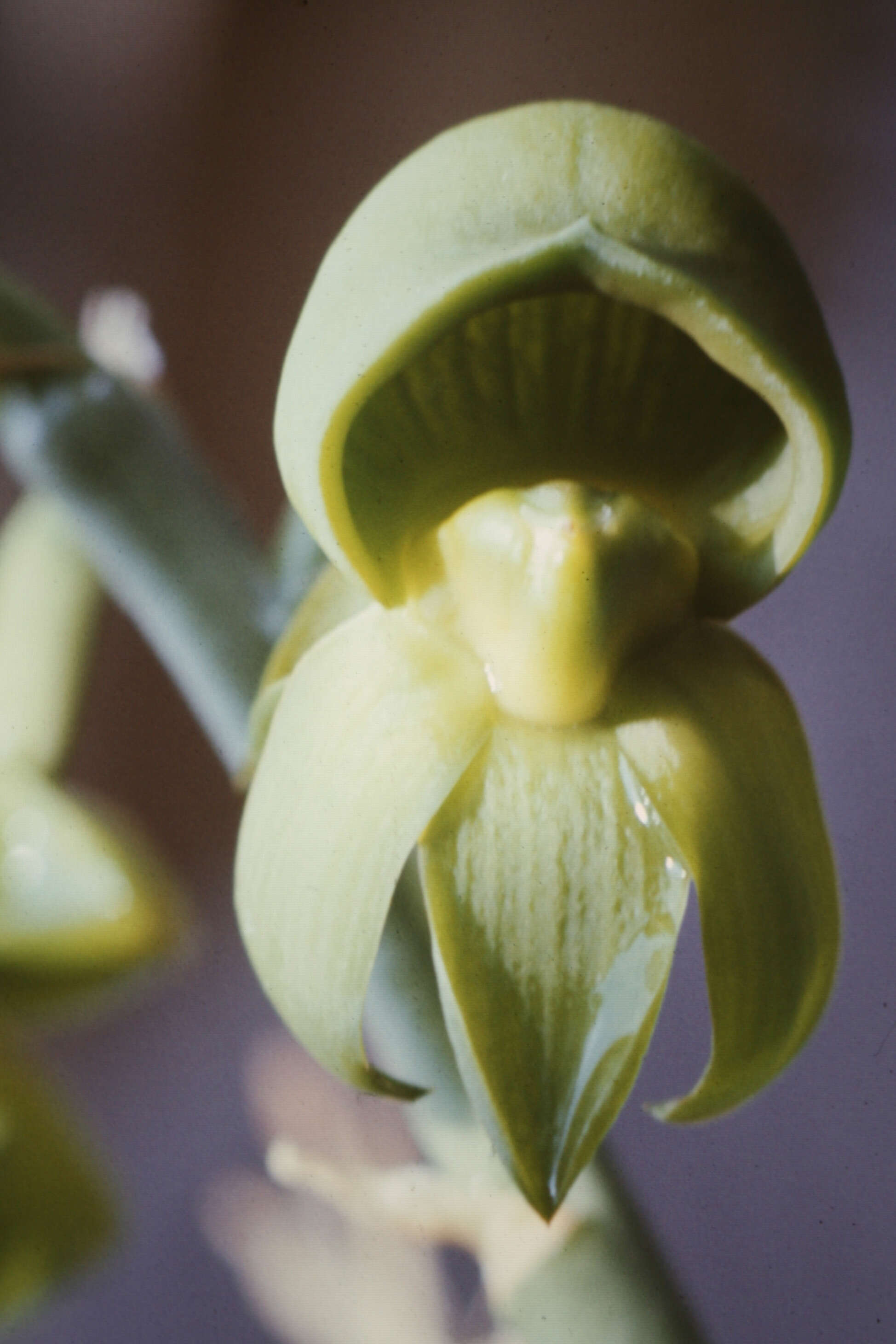 Image of catasetum