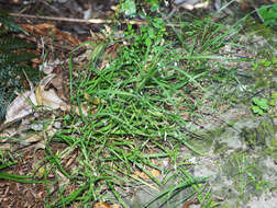 Image of Arthropodium candidum Raoul