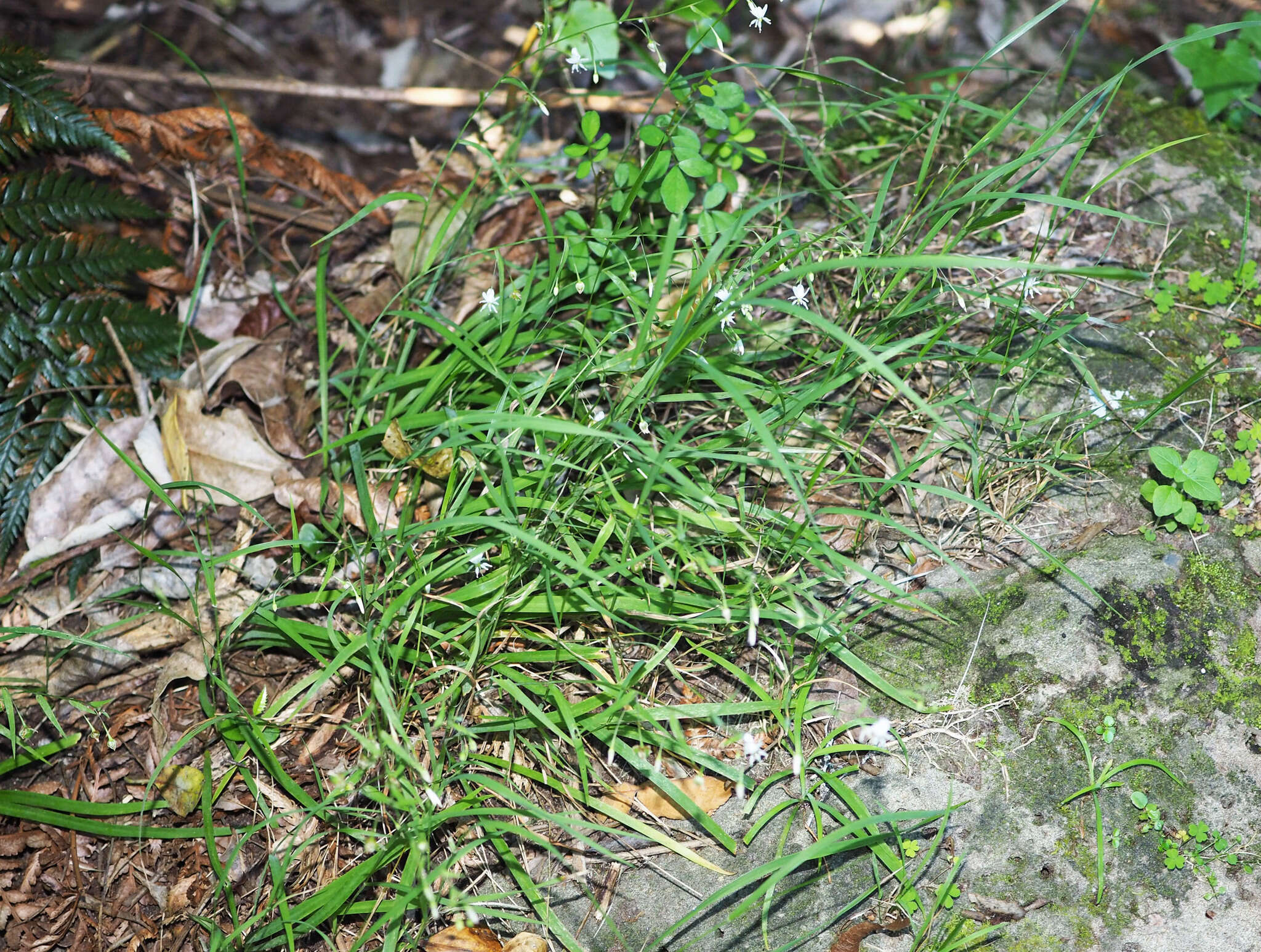 Image of Arthropodium candidum Raoul