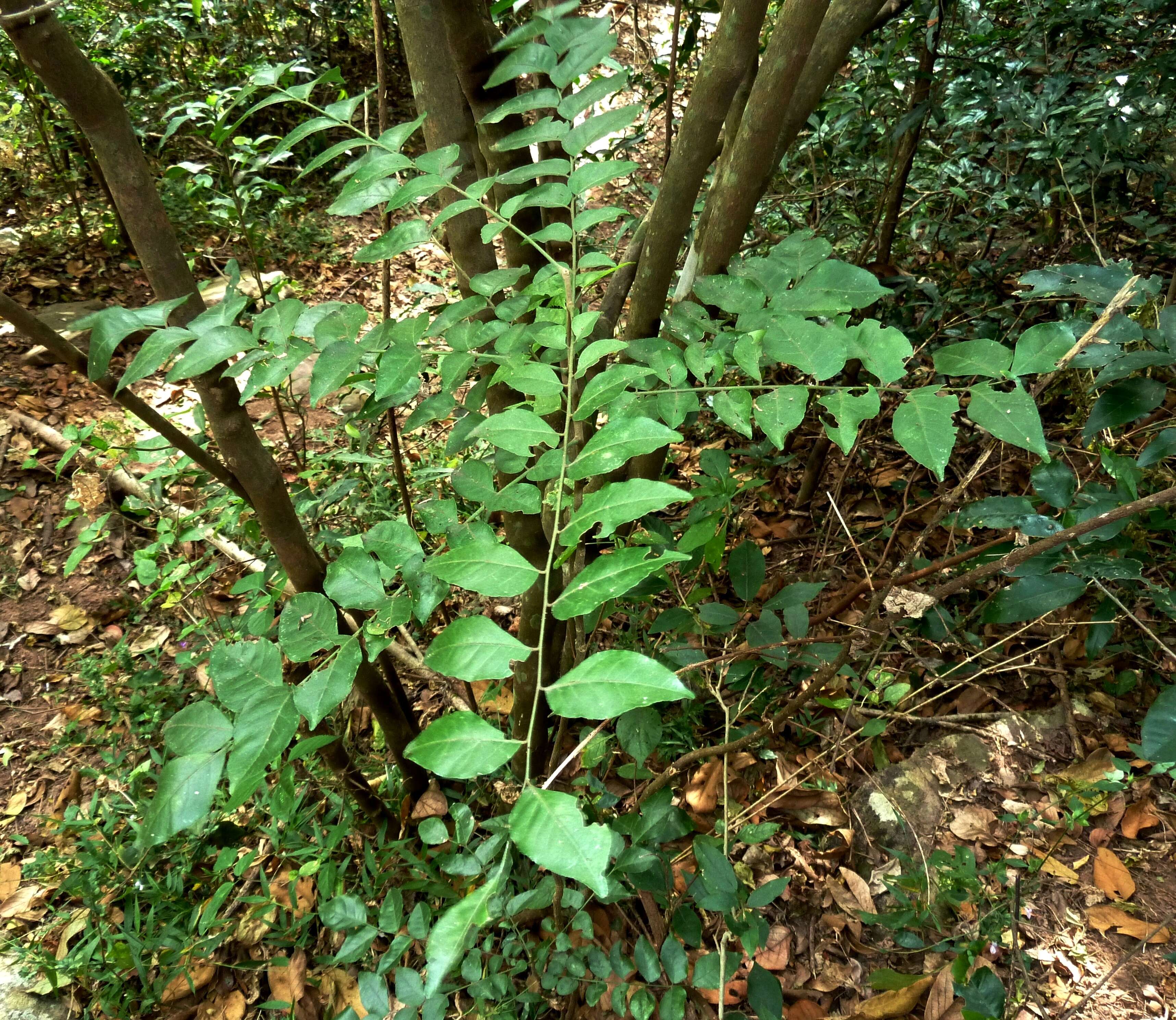 Plancia ëd Clausena anisata (Willd.) Hook. fil., De Wild. & Staner