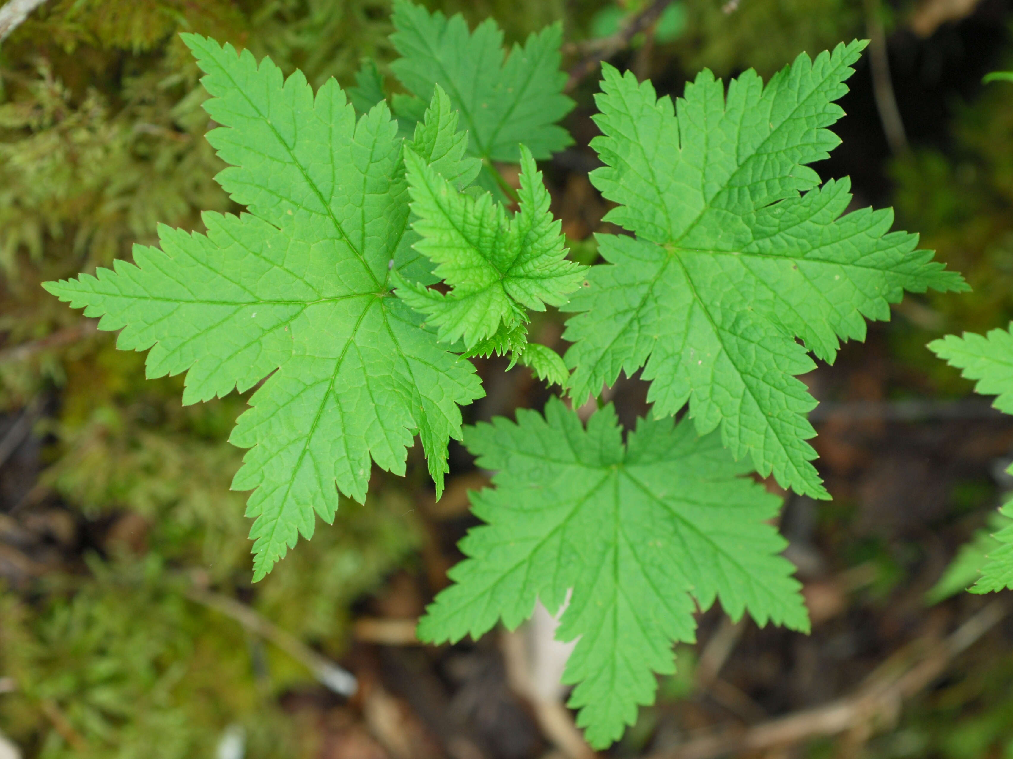 Image of skunk currant