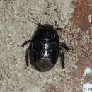 Image of Burrower bug