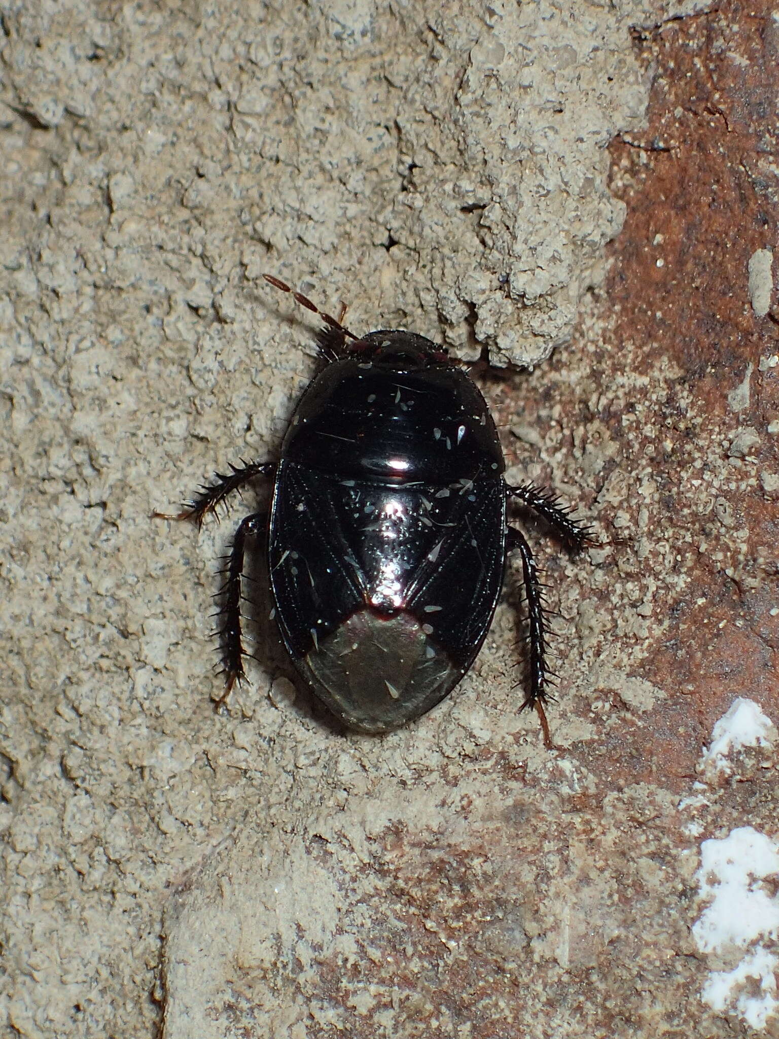 Image of Burrower bug