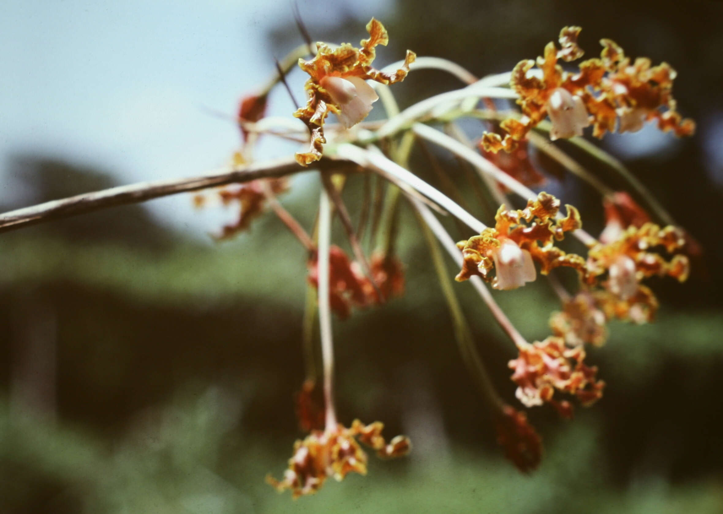 Image of Laelia marginata (Lindl.) L. O. Williams