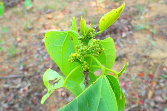 Image of Byttneria ambongensis Arenes