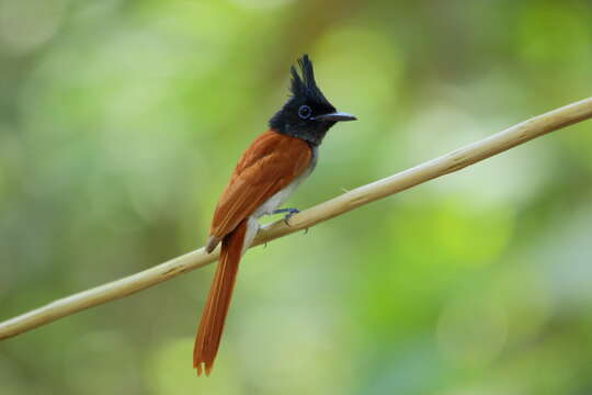 Image of Asian Paradise-Flycatcher