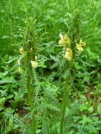 Image of Pedicularis kaufmannii Pinzger