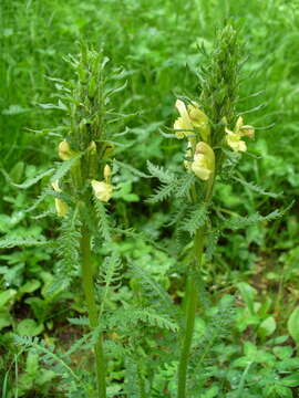 Image of Pedicularis kaufmannii Pinzger