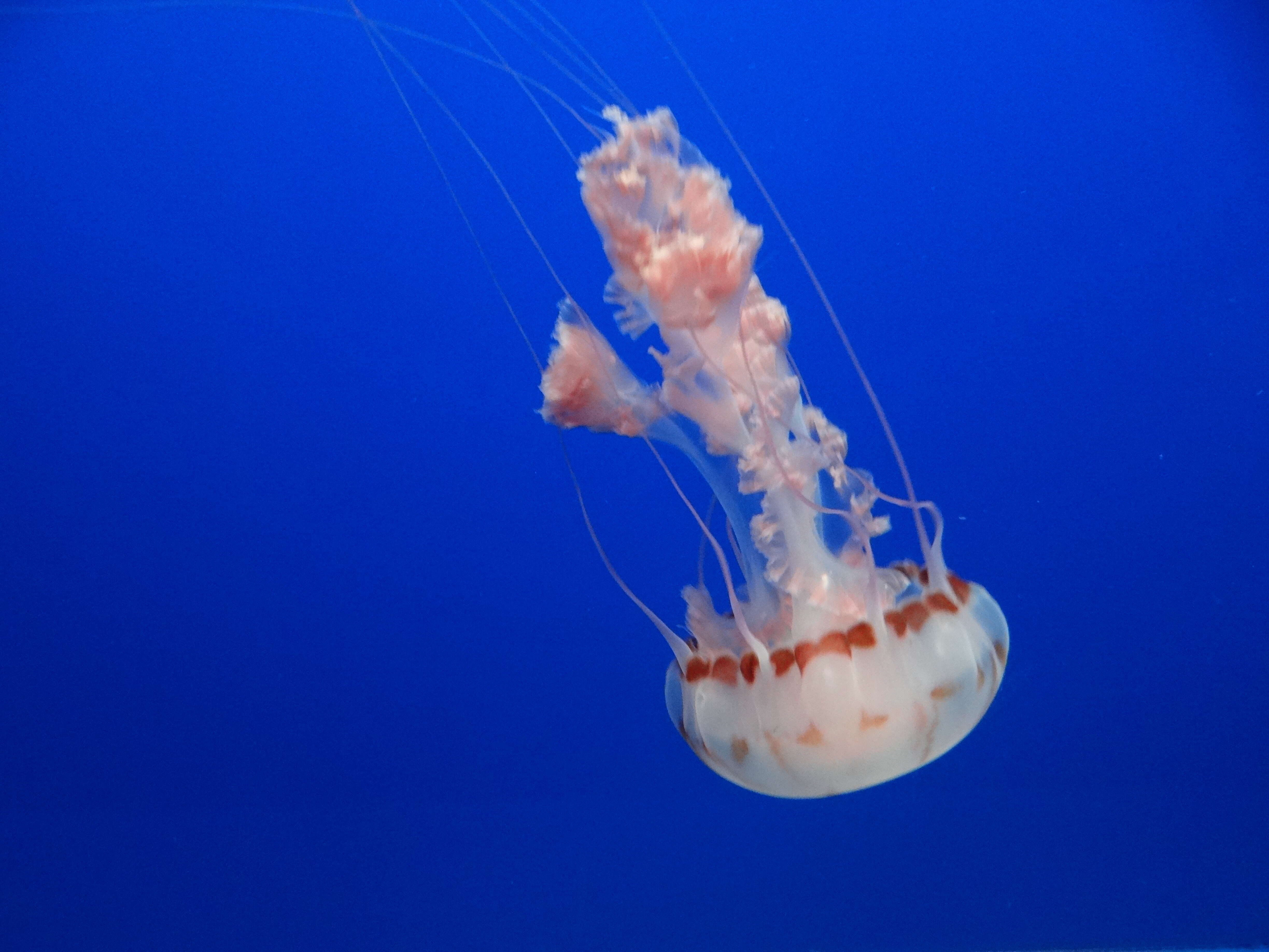 Image of purple-striped jellyfish