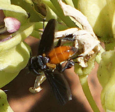 Image of Tachinid fly