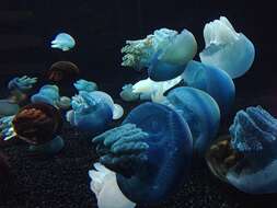 Image of Jelly Blubber