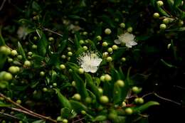 Image de Myrtus communis L.