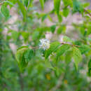 صورة Prunus maackii Rupr.