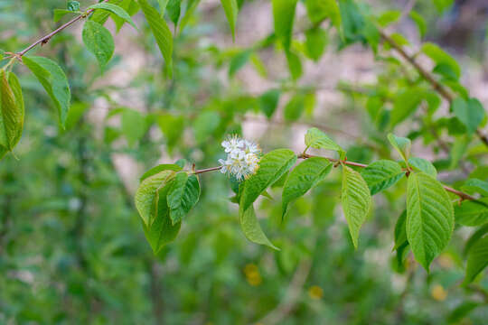 Imagem de Prunus maackii Rupr.